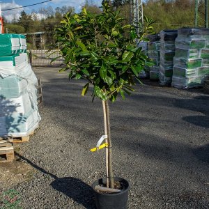 Vavrínovec lekársky (Prunus laurocerasus) ´NOVITA´ - výška 150-190cm, kont. C25L (-21°C) - na kmienku